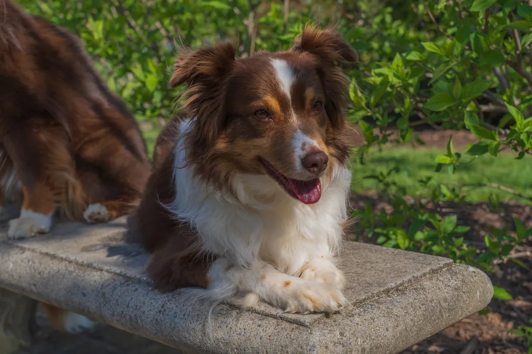 The Salty Chief K9 hero: a calm, well-trained dog in golden evening light.